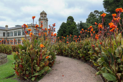 werribeevicaustralia-march52021orangelilliesalongside